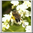 Tenthredo zonula - Blattwespe 08.jpg